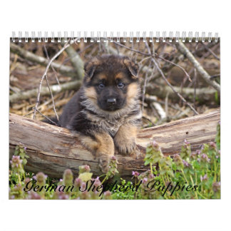 Tysk Shepherd Puppy Calendar 2016 Kalender