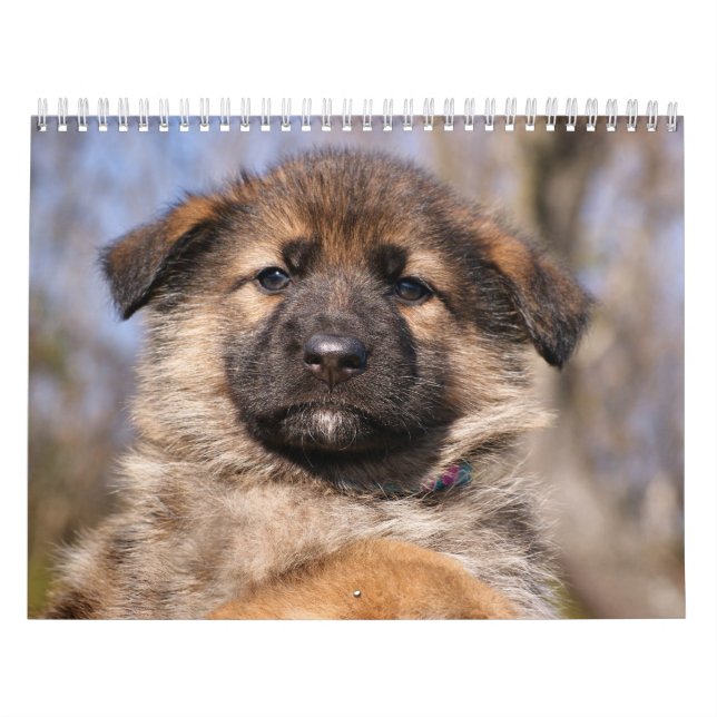 Tysk Shepherd Puppy Calendar 2016 Kalender (Omslag)