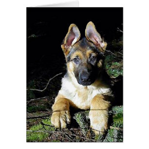 Tysk-Shepherd Puppy Hälsningskort