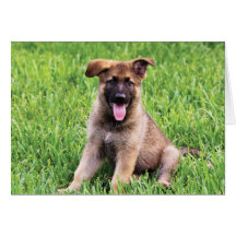 Tysk Shepherd Puppy