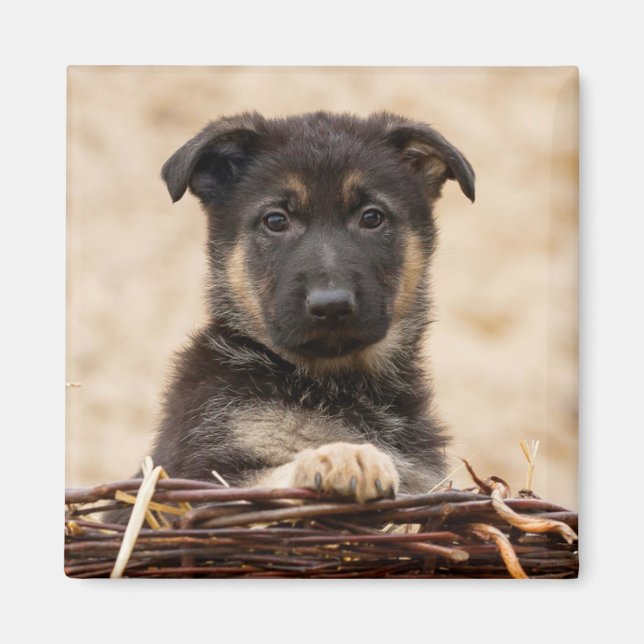 Tysk shepherd Puppy i Basket Magnet (Framsidan)