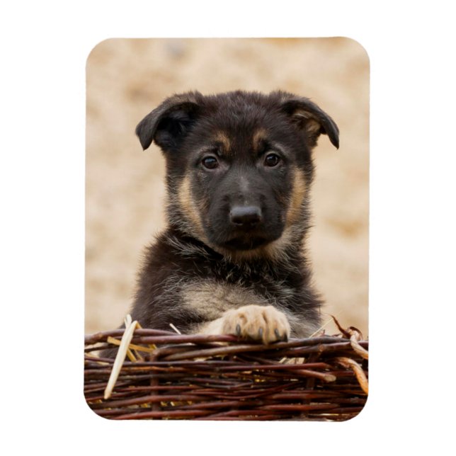 Tysk shepherd Puppy i Basket Magnet (Vertikal)