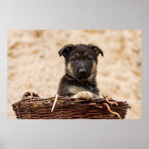Tysk shepherd Puppy i Basket Poster