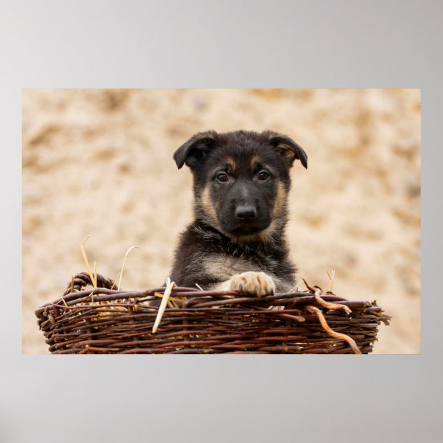 Tysk shepherd Puppy i Basket Poster (Framsidan)