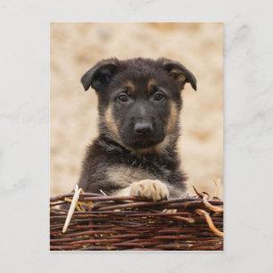Tysk shepherd Puppy i Basket Vykort