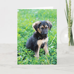 Tysk Shepherd Puppy Kort