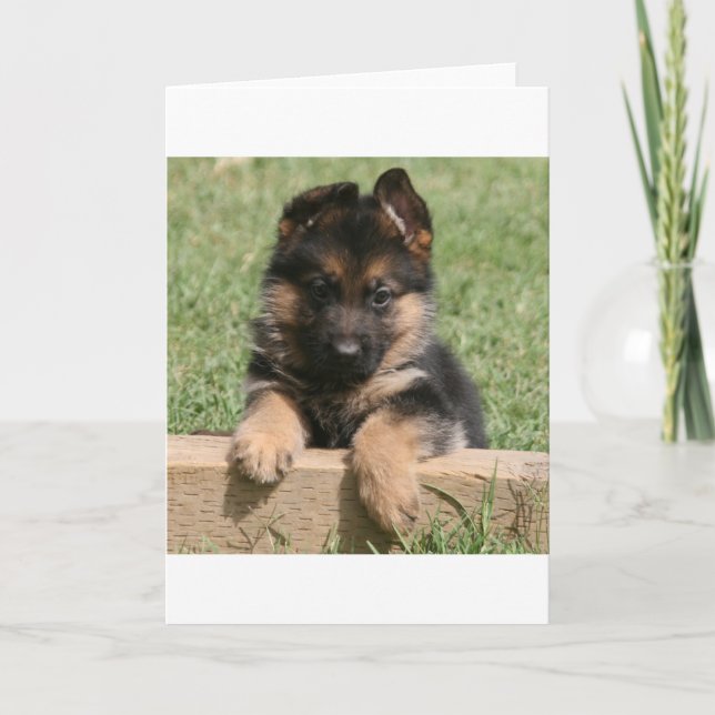 Tysk Shepherd Puppy Kort (Framsida)