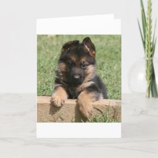 Tysk Shepherd Puppy Kort