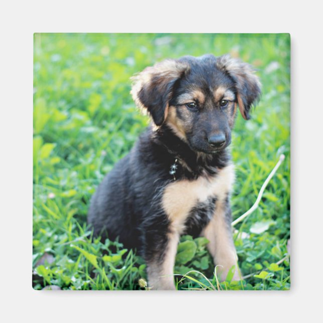 Tysk Shepherd Puppy Magnet (Framsidan)