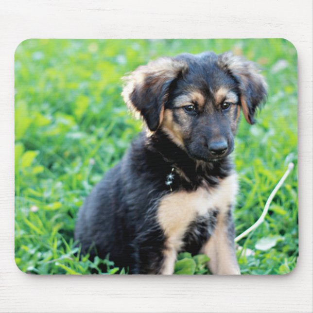 Tysk Shepherd Puppy Musmatta (Framsidan)