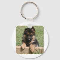 Tysk Shepherd Puppy
