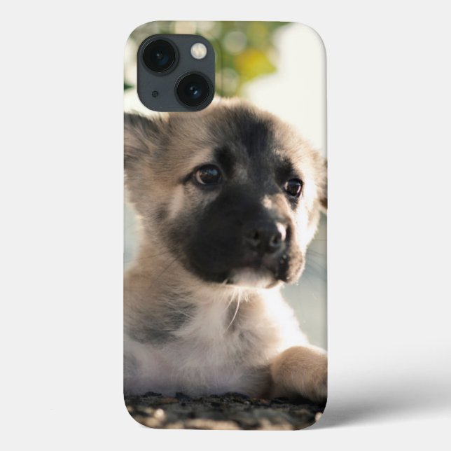 Tysk shepherd Puppy Over Ledge (Baksida)