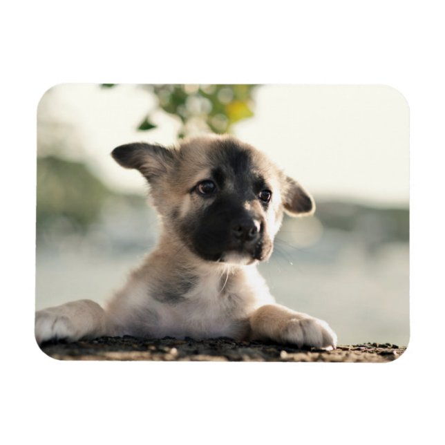 Tysk shepherd Puppy Over Ledge Magnet (Horisontell)