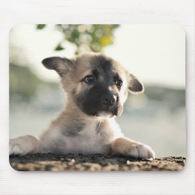Tysk shepherd Puppy Over Ledge Musmatta (Framsidan)