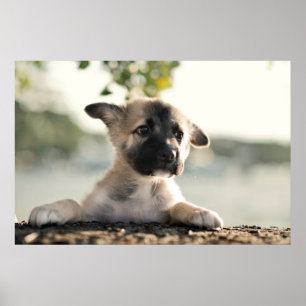 Tysk shepherd Puppy Over Ledge Poster