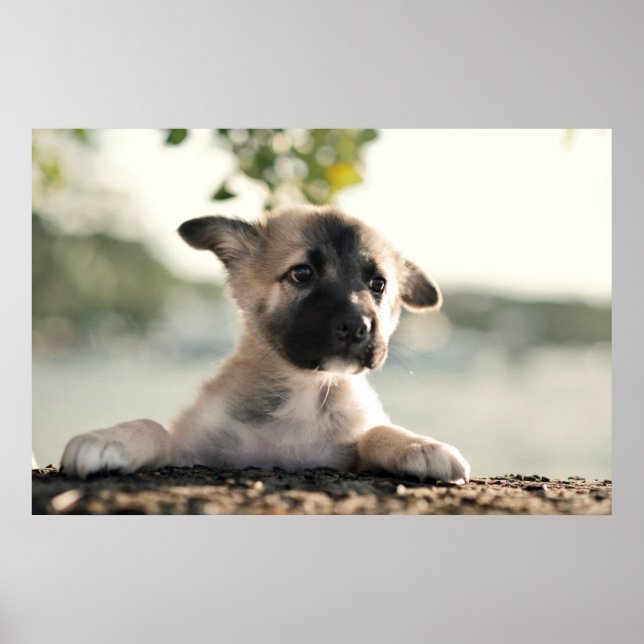 Tysk shepherd Puppy Over Ledge Poster (Framsidan)