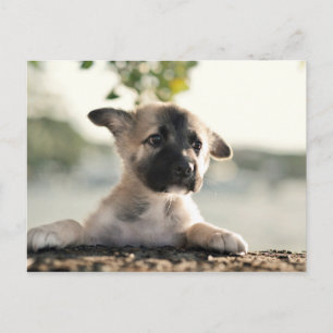 Tysk shepherd Puppy Over Ledge Vykort