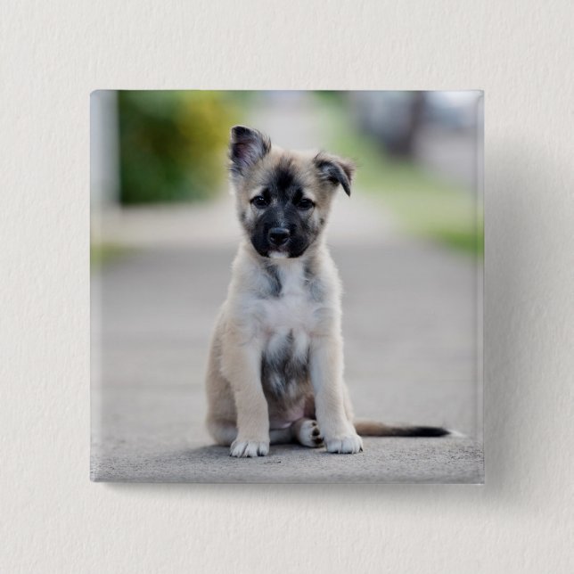 Tysk shepherd Puppy på Footpath Knapp (Framsida)