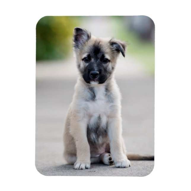 Tysk shepherd Puppy på Footpath Magnet (Vertikal)