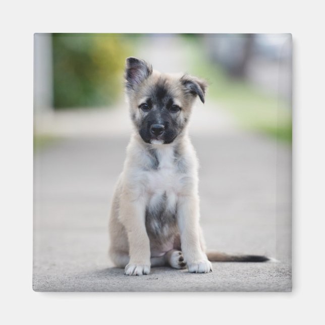 Tysk shepherd Puppy på Footpath Magnet (Framsidan)
