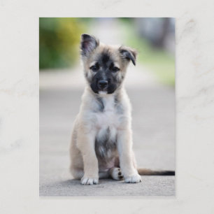 Tysk shepherd Puppy på Footpath Vykort