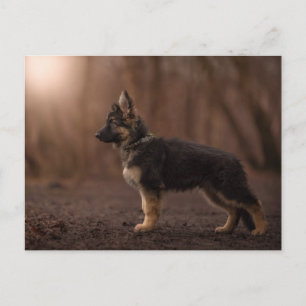 Tysk shepherd puppy på tjänst. vykort