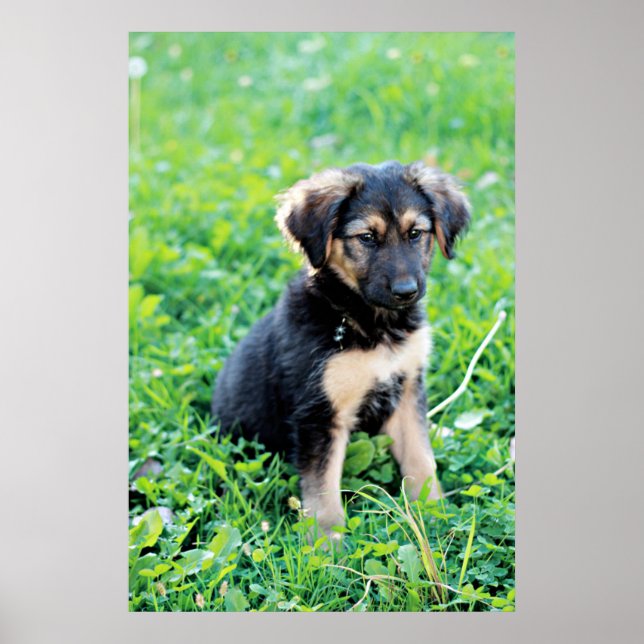 Tysk Shepherd Puppy Poster (Framsidan)