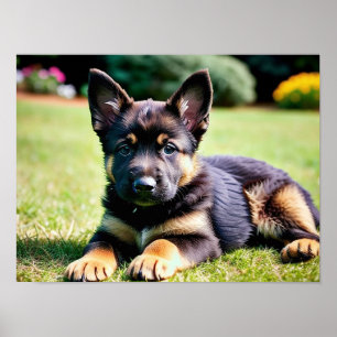 Tysk Shepherd Puppy Poster
