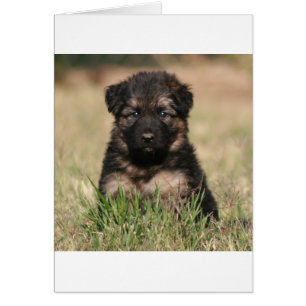 Tysk Shepherd Puppy ’Reef’ Hälsningskort