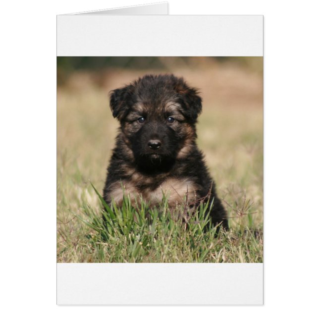 Tysk Shepherd Puppy ’Reef’ Hälsningskort (Framsidan)