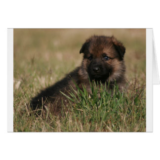 Tysk Shepherd Puppy "The Lookout" Hälsningskort
