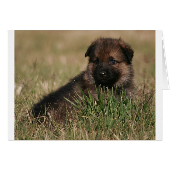 Tysk Shepherd Puppy "The Lookout" Hälsningskort (Framsidan Horizontal)