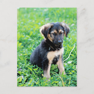 Tysk Shepherd Puppy Vykort