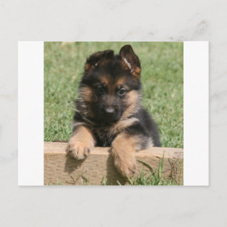 Tysk Shepherd Puppy Vykort