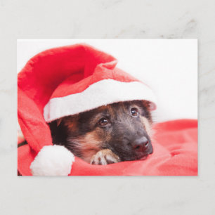 Tysk shepherd puppy vykort
