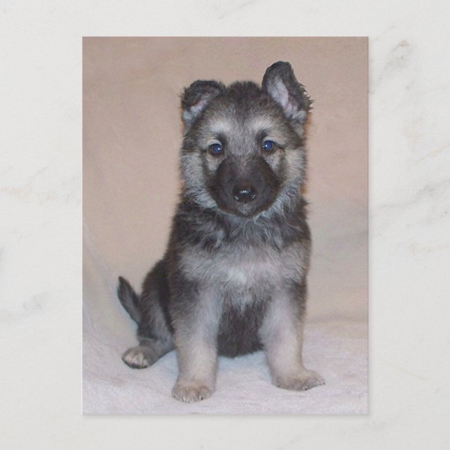 Tysk Shepherd Puppy Vykort (Framsida)