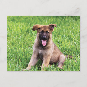 Tysk Shepherd Puppy Vykort