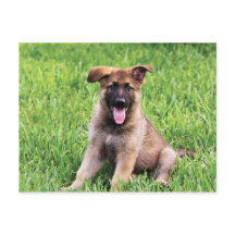 Tysk Shepherd Puppy
