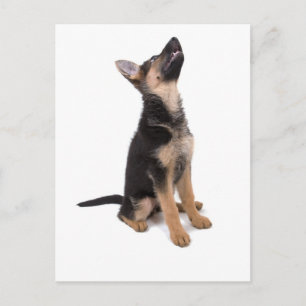 Tysk shepherd puppy vykort