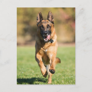 Tysk Shepherd Running Vykort