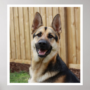 Tysk Shepherd Sitta Alert Poster