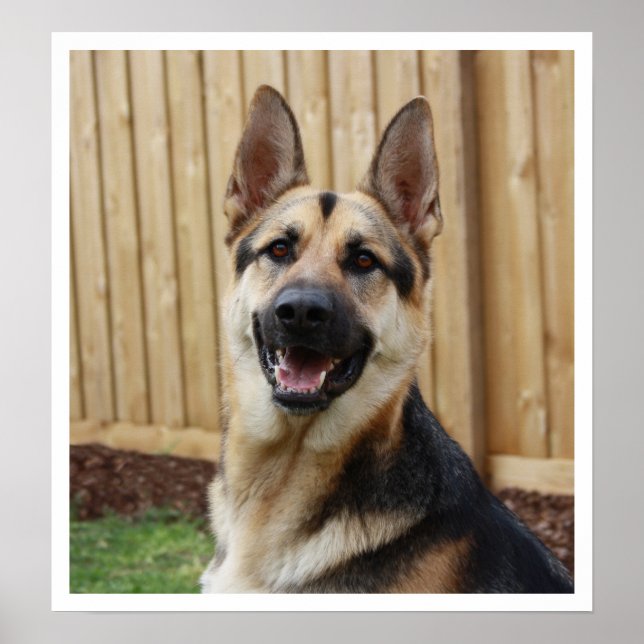 Tysk Shepherd Sitta Alert Poster (Framsidan)