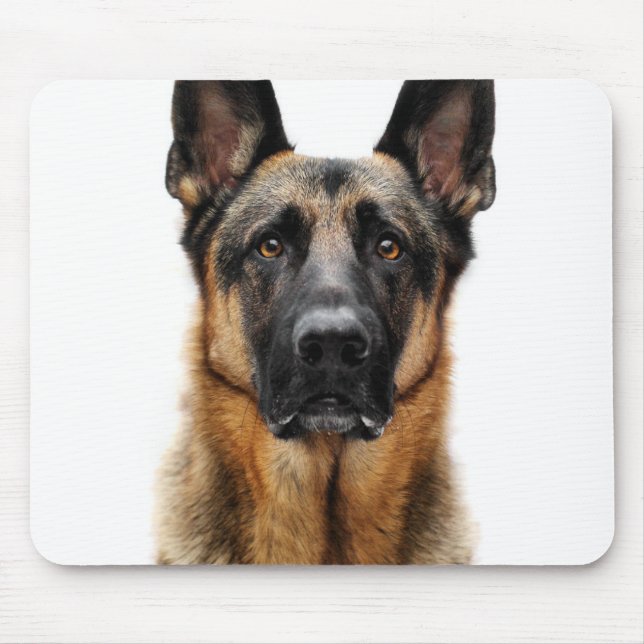 Tysk Shepherd Sitta Up Musmatta (Framsidan)