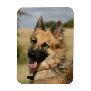 Tysk shepherd Stickcking Tunga Out Magnet