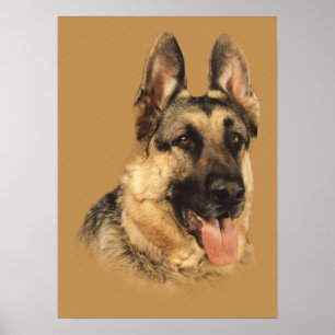 Tysk Shepherd Väldigt Handsome Print Poster