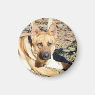 Tysk Shepherd Wake Up Magnet