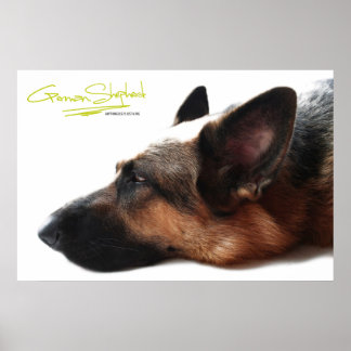 Tysk Shepherdaffisch Poster