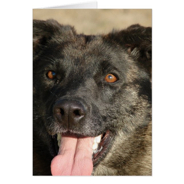 Tysk Sherpherd Mix Hälsningskort (Framsidan)