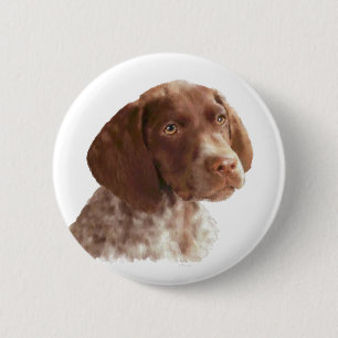 Tysk Shorthair Puppy Knapp