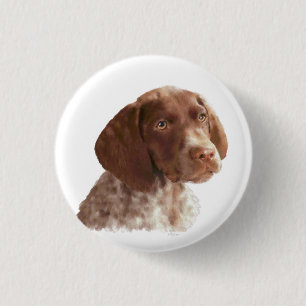 Tysk Shorthair Puppy Knapp